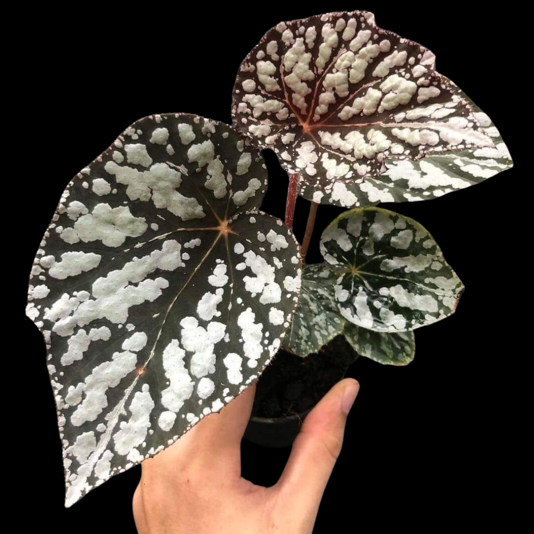 Begonia Betsy (PRE-ORDER)-JUL015