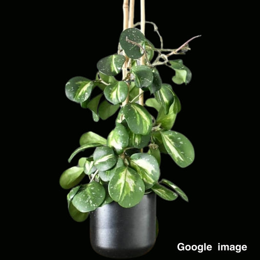 Hoya Obovata Variegated (Large) PRE-ORDER-JULY419