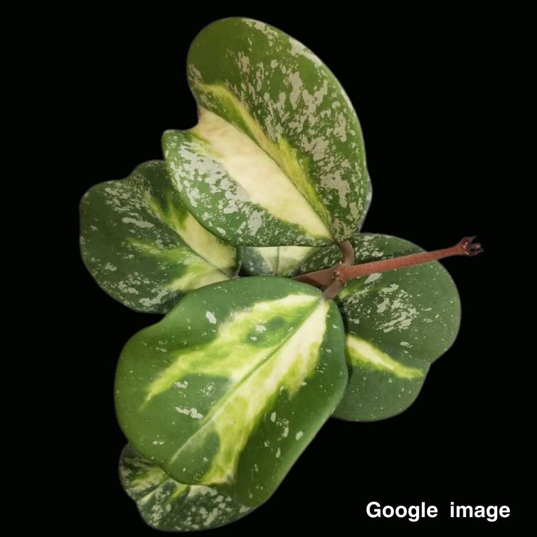 Hoya Obovata Variegated Large (PRE-ORDER)-JULY303