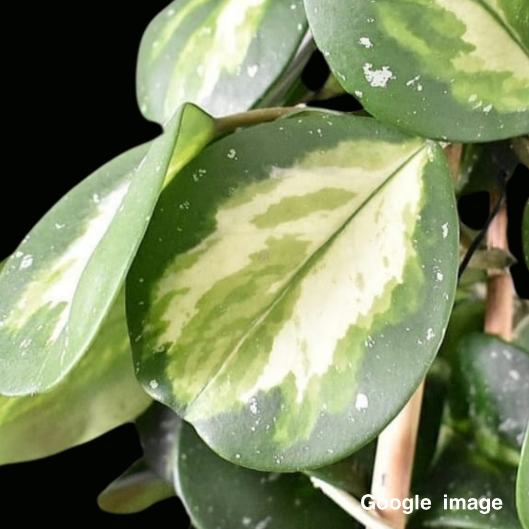 Hoya Obovata Variegated Large (PRE-ORDER)-JULY303