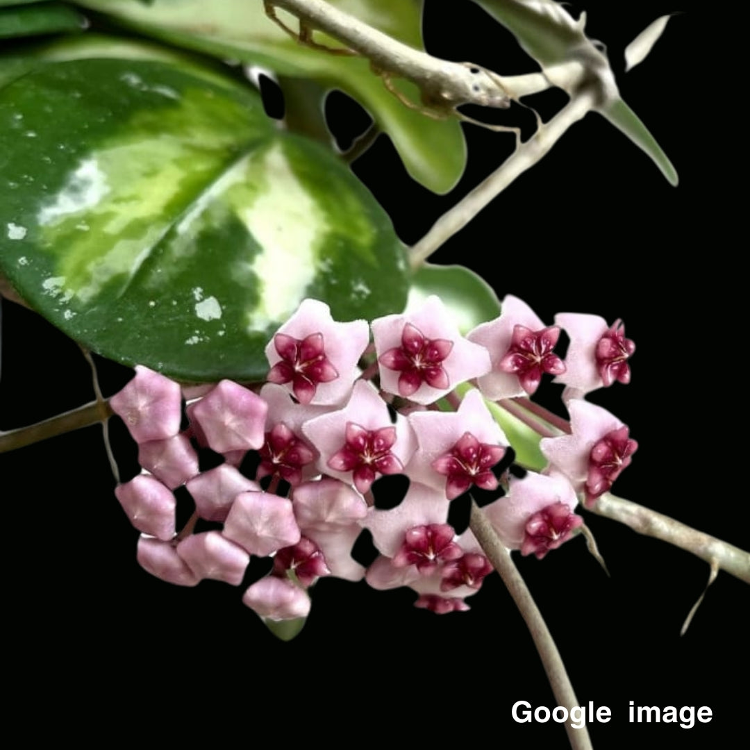 Hoya Obovata Variegated Large (PRE-ORDER)-JULY303