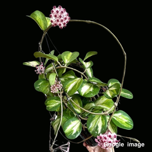 Hoya Obovata Variegated Large (PRE-ORDER)-JULY303