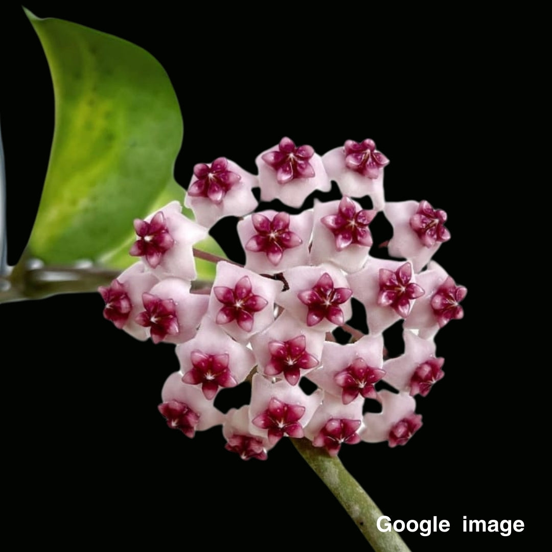 Hoya Obovata Variegated Large (PRE-ORDER)-JULY303