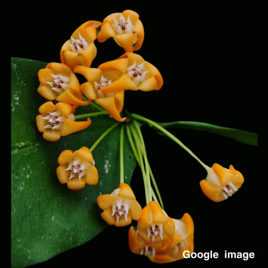 Hoya Occulata Orange Large (PRE-ORDER)-JULY306