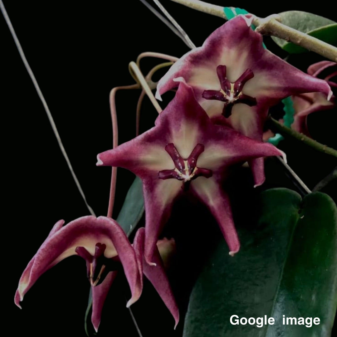 Hoya Onychoides Large (PRE-ORDER)-JULY309