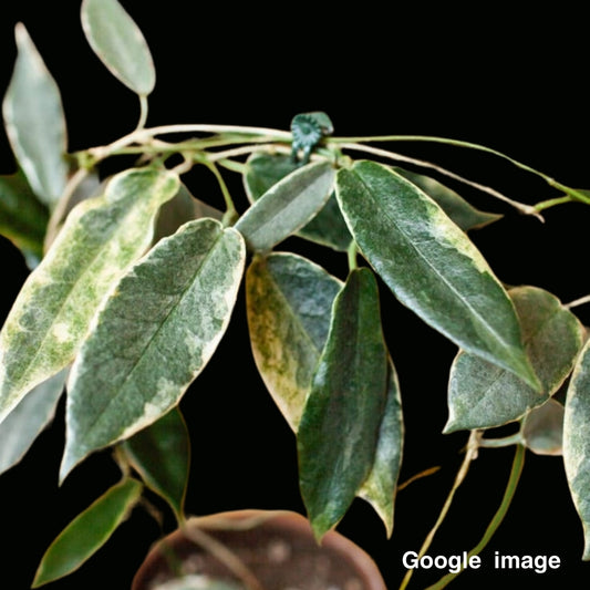 Hoya Archboldiana Albomarginata Medium (PRE-ORDER)-JULY030