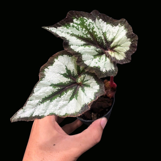 Begonia China Curl (PRE-ORDER)-JUL031