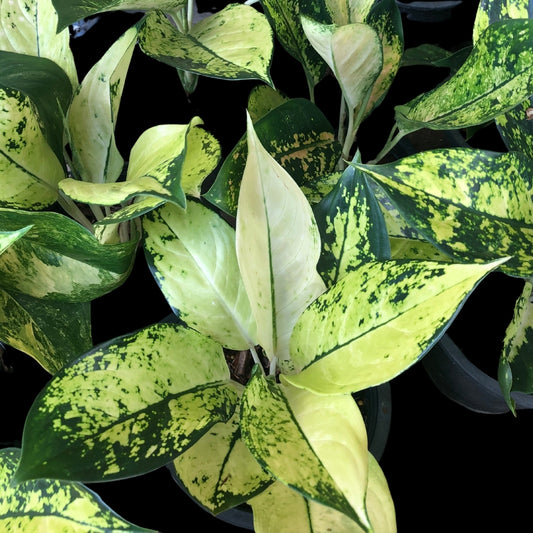 Aglaonema Cochin Yellow (PRE-ORDER) - JAN031