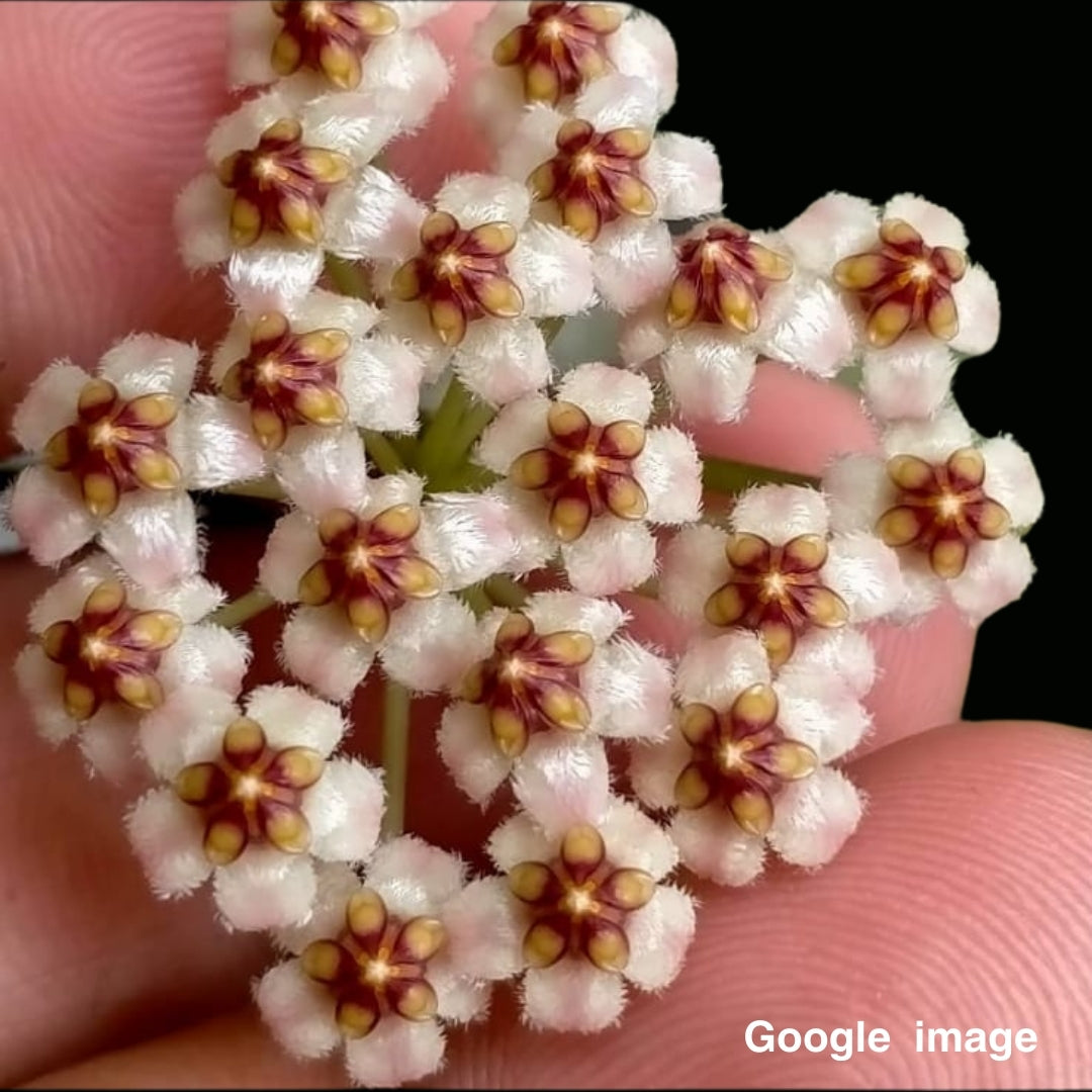 Hoya Palilimba Large (PRE-ORDER)-JULY313