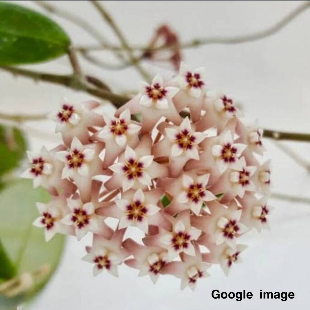 Hoya Pallida Sp.Bogor Large (PRE-ORDER)-JULY314