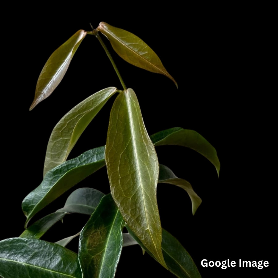 Hoya Lamingtonia (Large) PRE-ORDER-JULY315