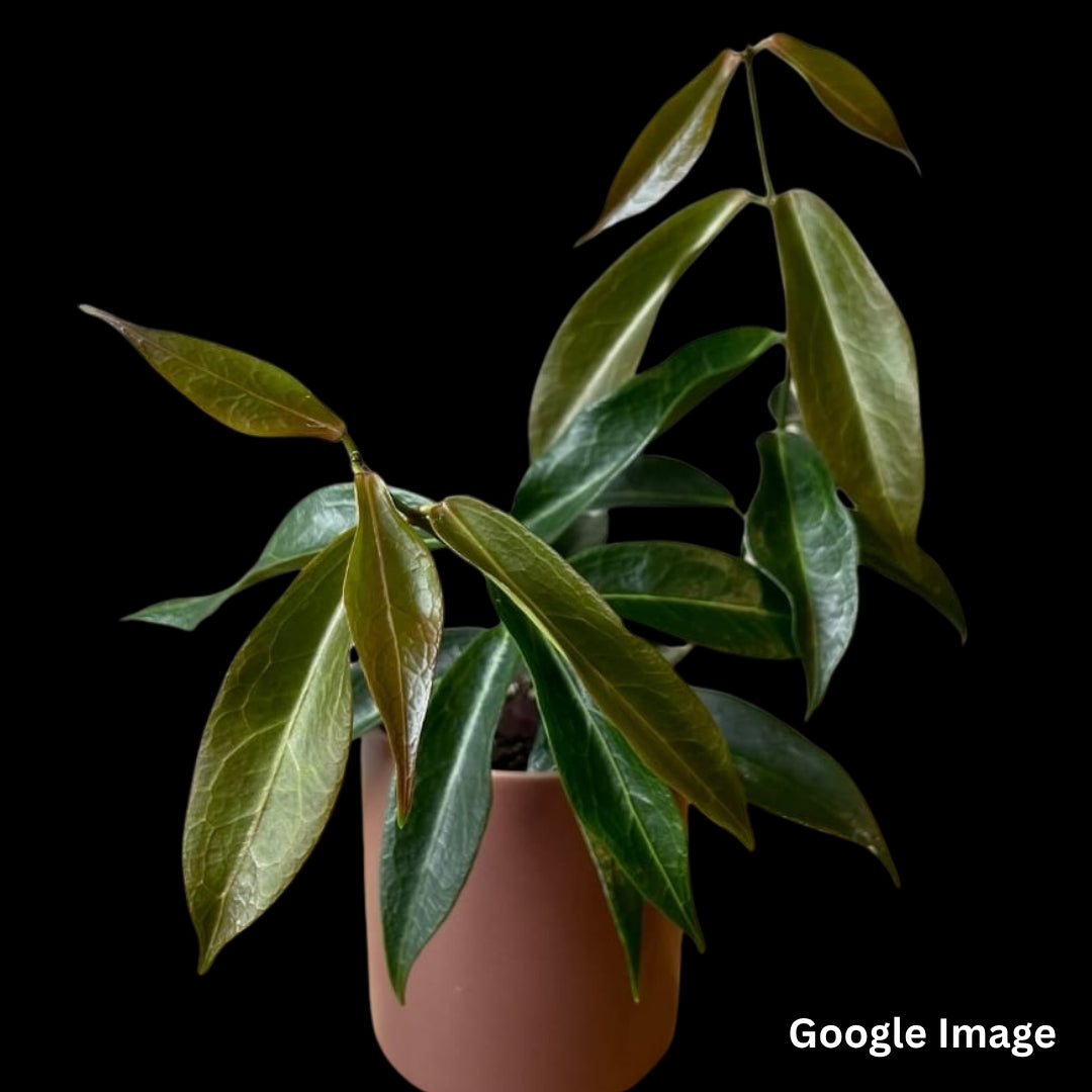 Hoya Lamingtonia (Large) PRE-ORDER-JULY315