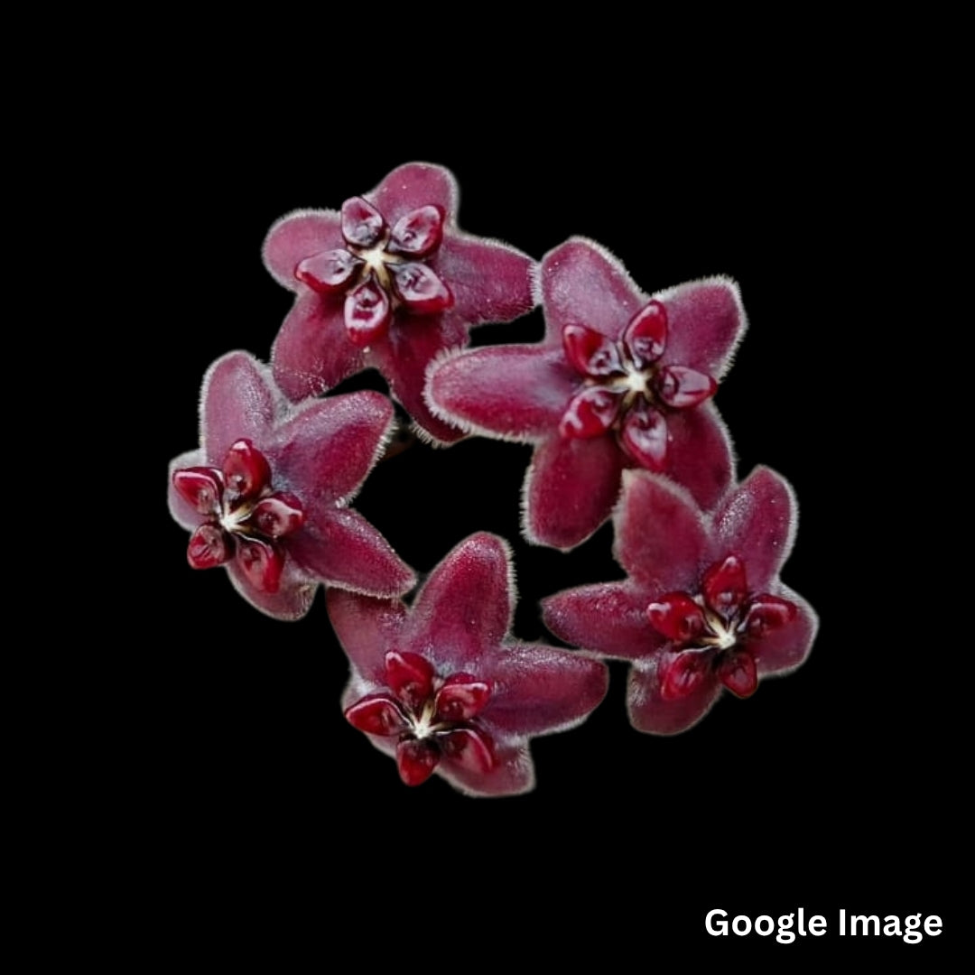 Hoya Lamingtonia (Large) PRE-ORDER-JULY315