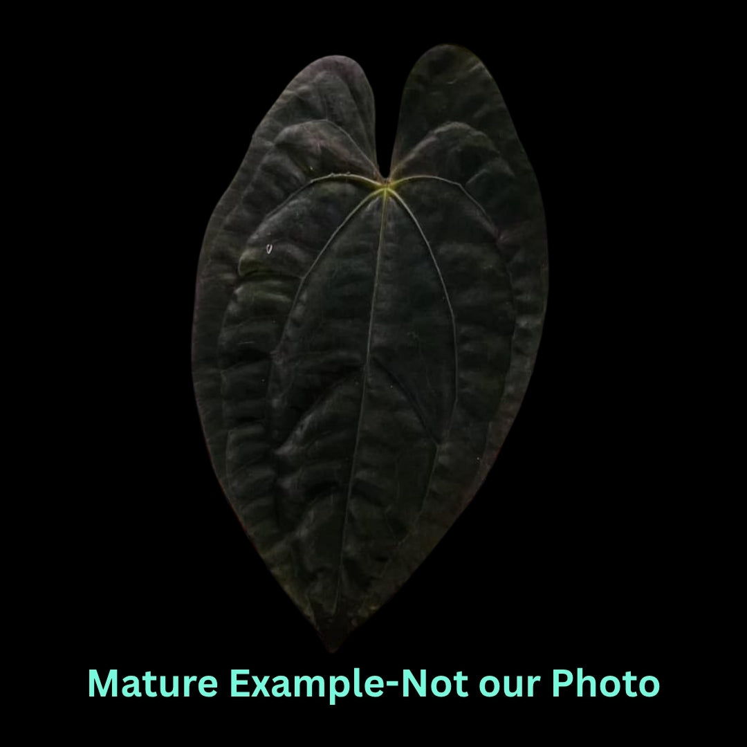 Anthurium Papillilaminum X Dark Phoenix (9cm Pot)- Pre Order JU32