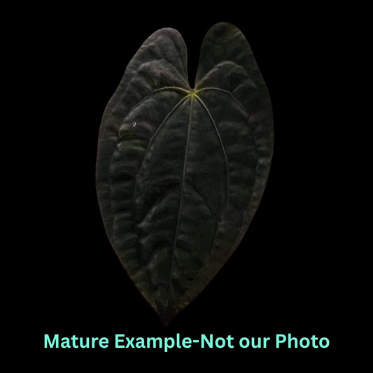 Anthurium Papillilaminum X Dark Phoenix (9cm Pot)- Pre Order JU32