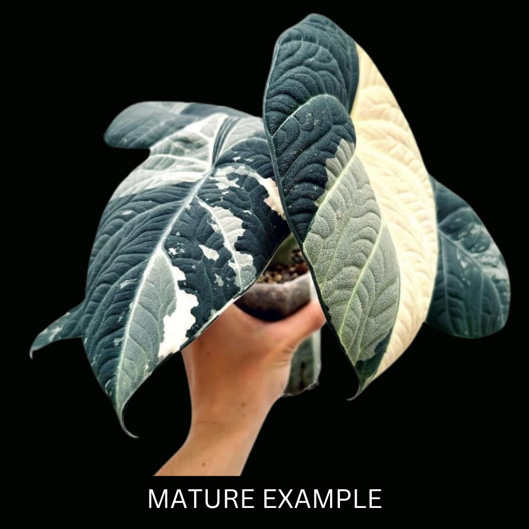 Alocasia Maharani Albo Tissue Culture (PRE-ORDER)TC-31