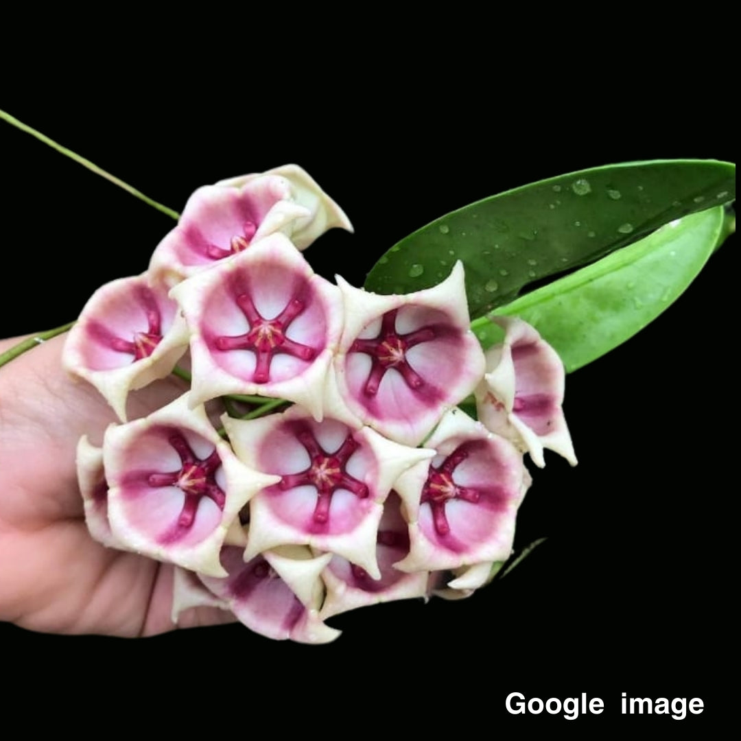 Hoya Archboldiana Pink Large (PRE-ORDER)-JULY031