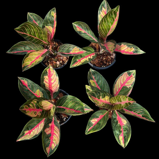 Aglaonema Crown of Siam (PRE-ORDER) - JAN032