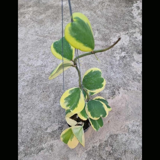 Hoya Kerrii Albomarginata (PRE-ORDER)-JULY202