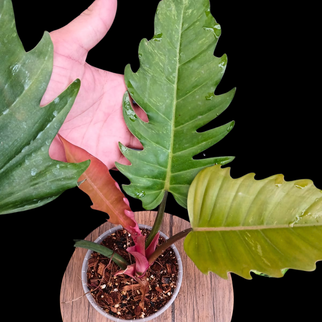 Philodendron Caramel Marble (Low Var)