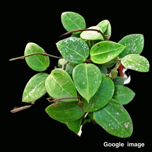 Hoya Parasitica heart leaves splash Large (PRE-ORDER)-JULY444