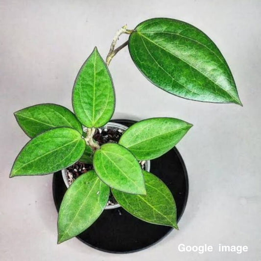 Hoya Patcharawalai 023 Large (PRE-ORDER)-JULY325