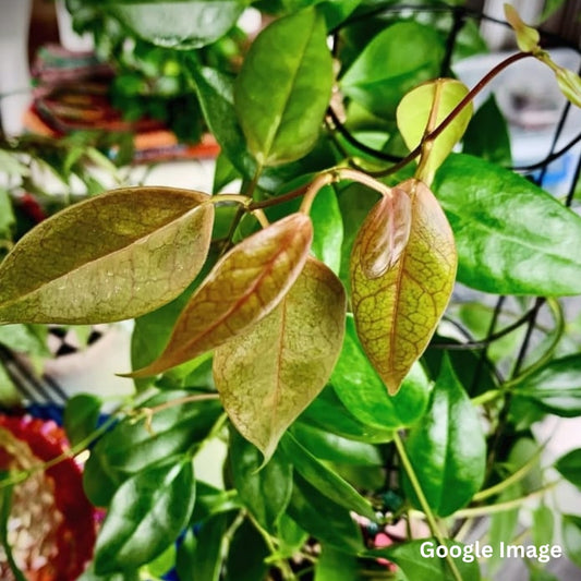 Hoya Leucorhoda (Large) PRE-ORDER-JULY329