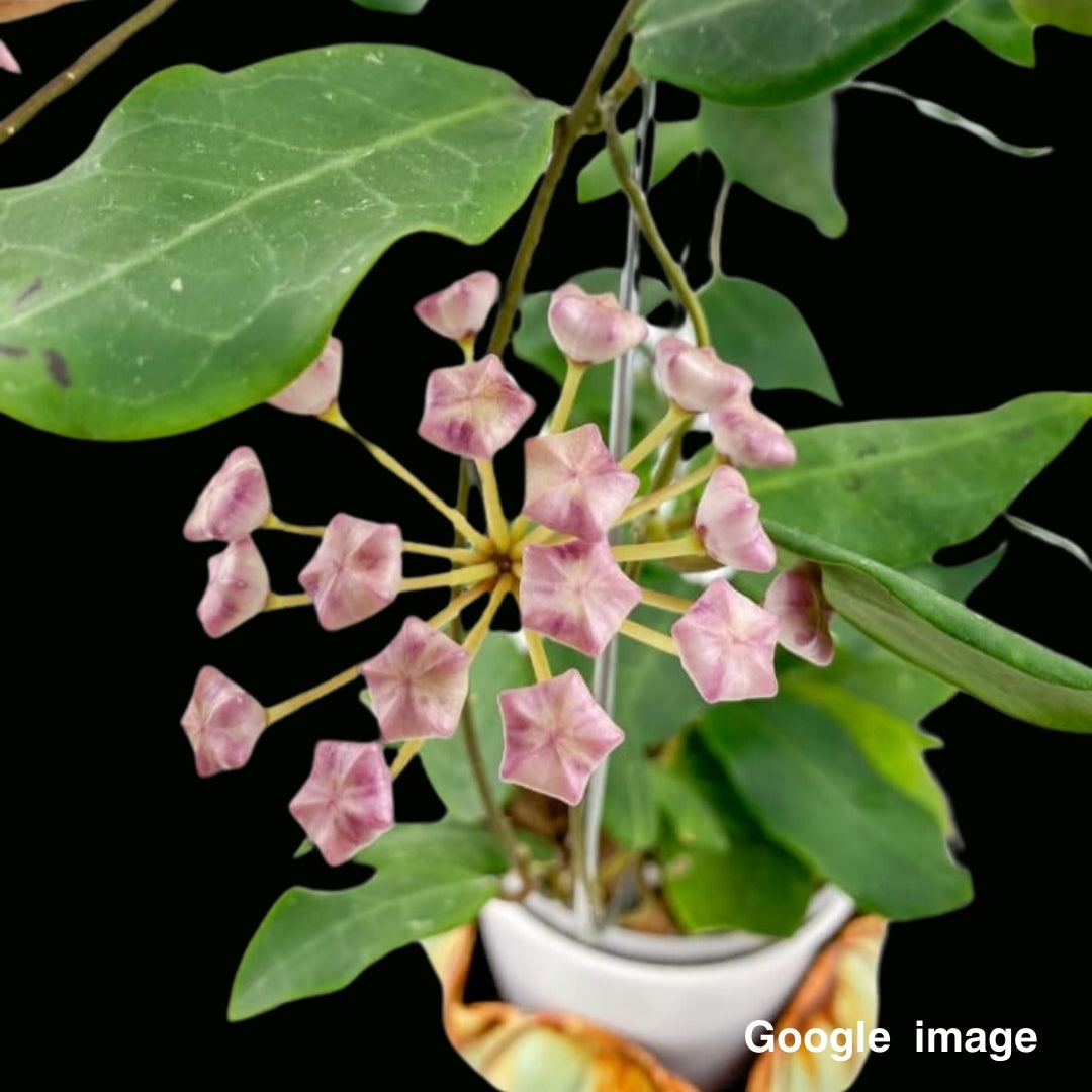 Hoya Patricia Large (PRE-ORDER)-JULY329