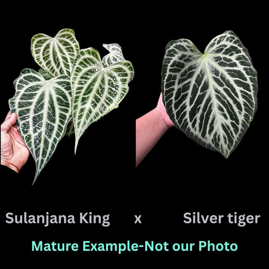 Anthurium Clarinervium hybrid Sulanjana King X Silver Tiger (9cm Pot)- Pre Order JU33