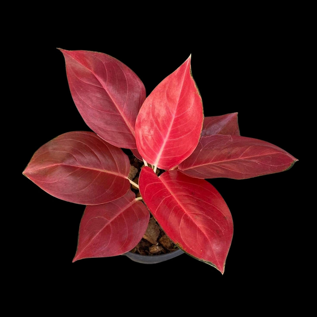 Aglaonema Dang Sedthee (PRE-ORDER) - JAN033