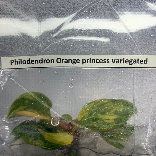 Philodendron Orange Princess Variegated Tissue Culture (PRE-ORDER)-TC91