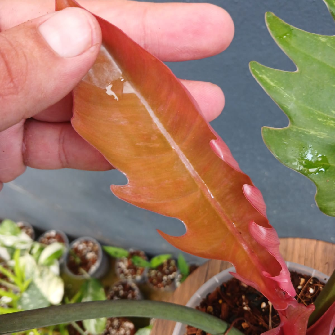 Philodendron Caramel Marble (Low Var)