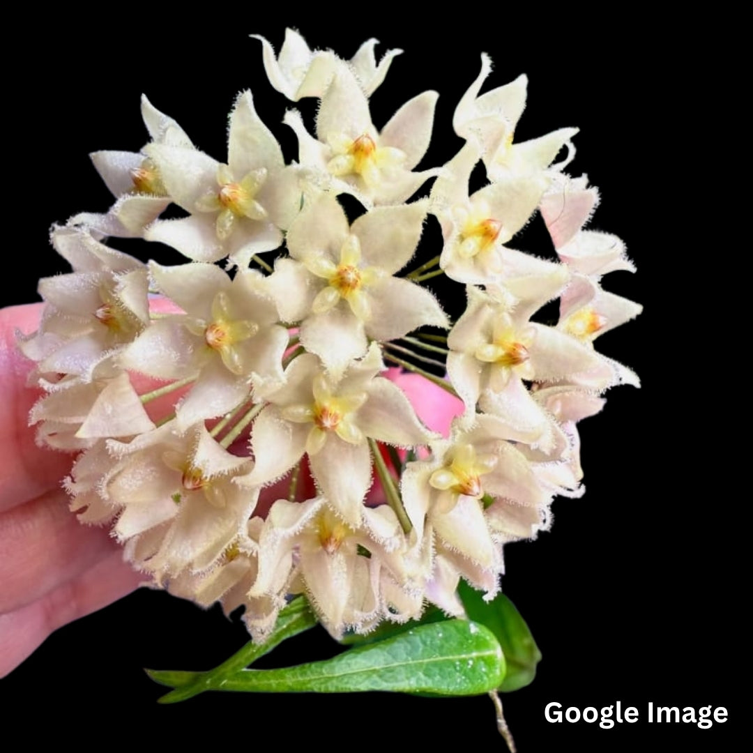 Hoya Leucantha (Large) PRE-ORDER-JULY330