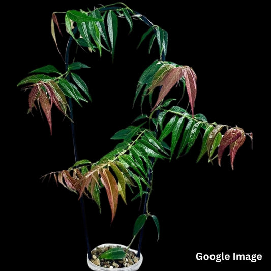 Hoya Leucantha (Large) PRE-ORDER-JULY330