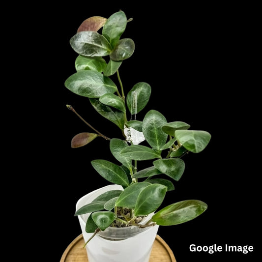 Hoya Leticiae (PW1307-07)  (Large) PRE-ORDER-JULY331