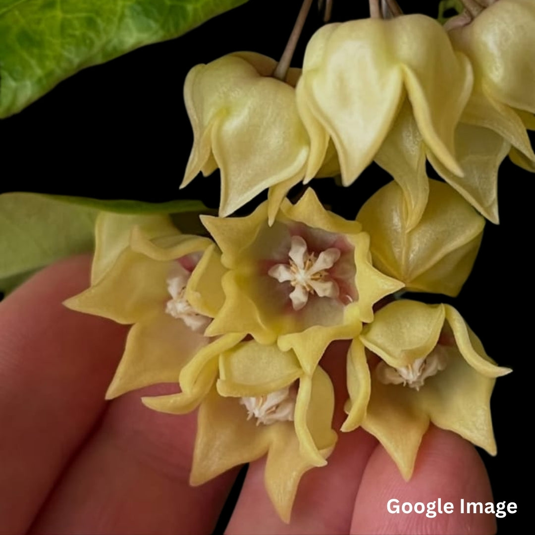 Hoya Linavergarae Yellow (Medium) PRE-ORDER-JULY334