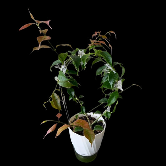 Hoya Linavergarae Yellow (Medium) PRE-ORDER-JULY334