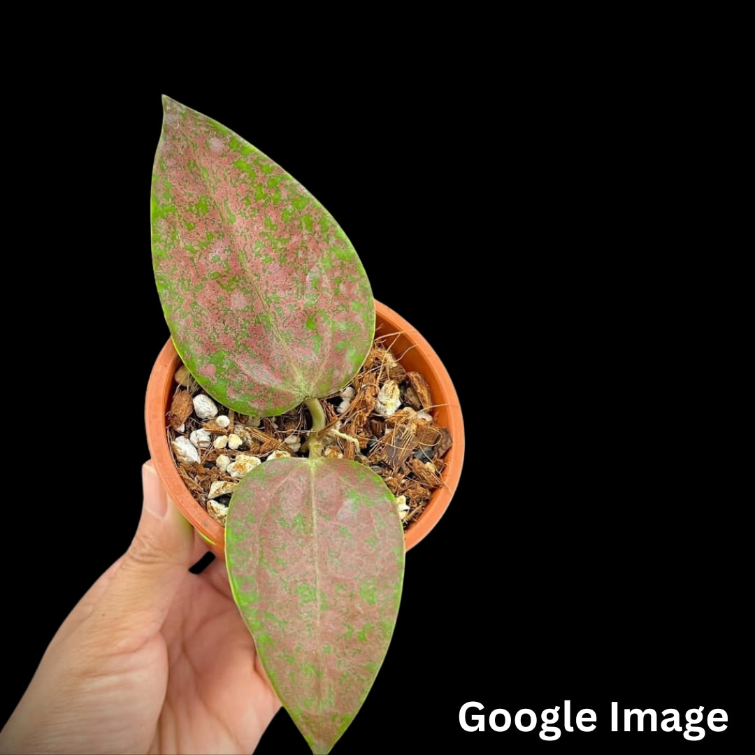 Hoya AH Aurora (Medium) PRE-ORDER-JULY033