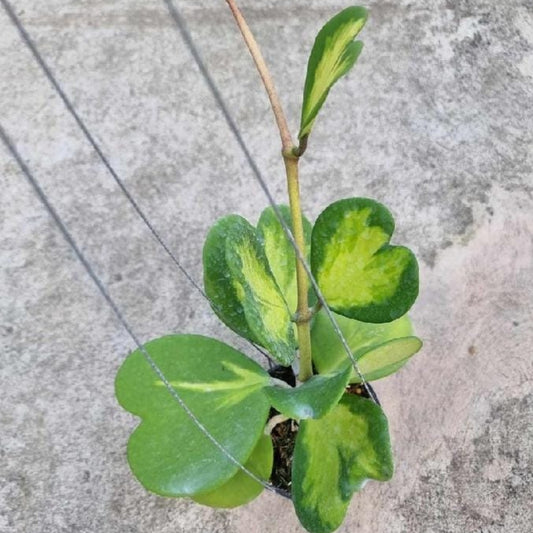 Hoya Kerrii Variegated (PRE-ORDER)-JULY204