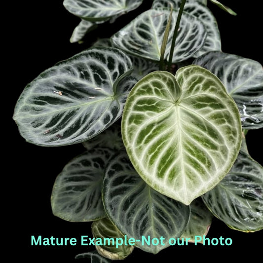 Anthurium Dorayaki 'Silver Blush' - Pre Order JU34