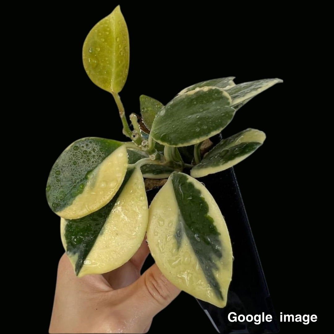 Hoya Australis Albomarginata (Large) PRE-ORDER-JULY054