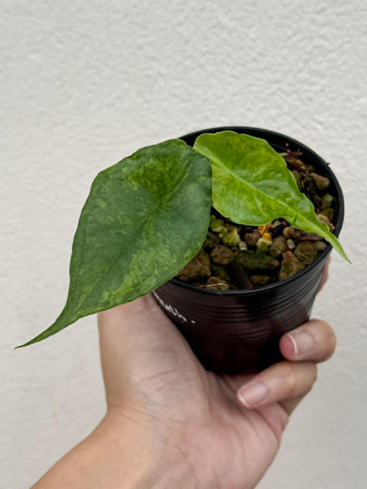 Alocasia Dragons Breath Aurea - Pre Order