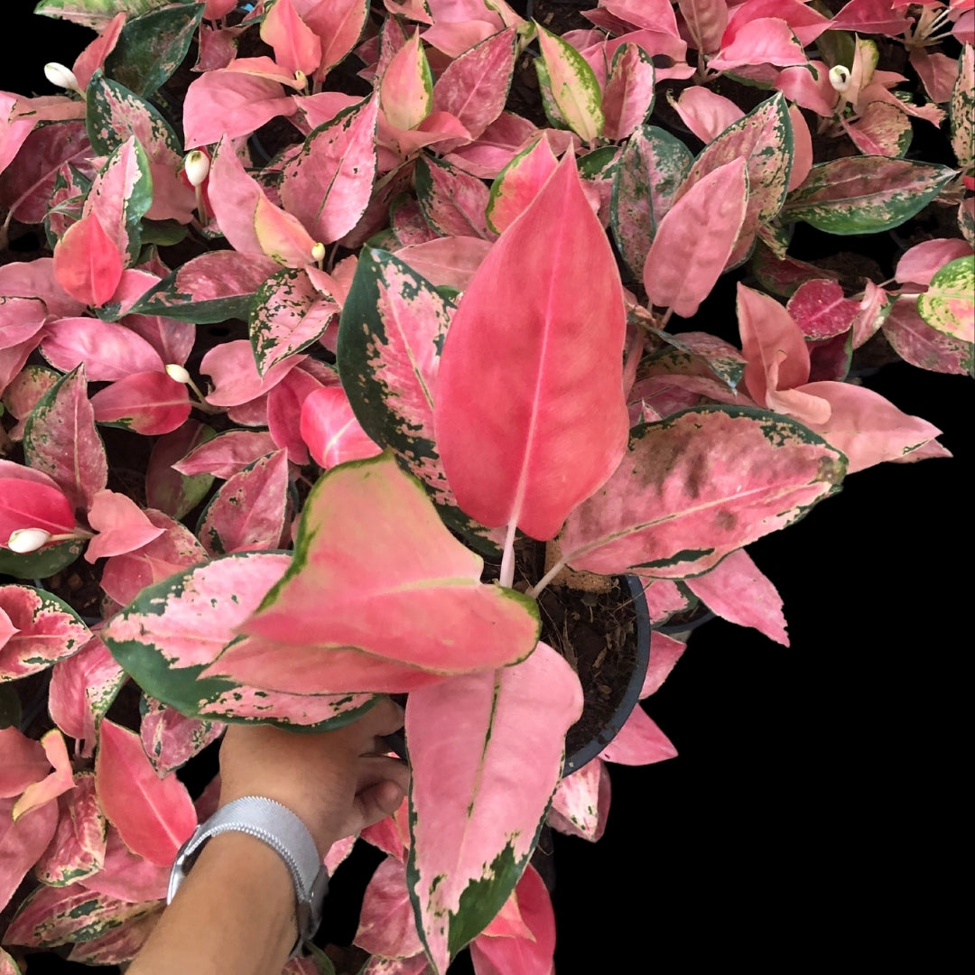 Aglaonema Diamond Pink (PRE-ORDER) - JAN034