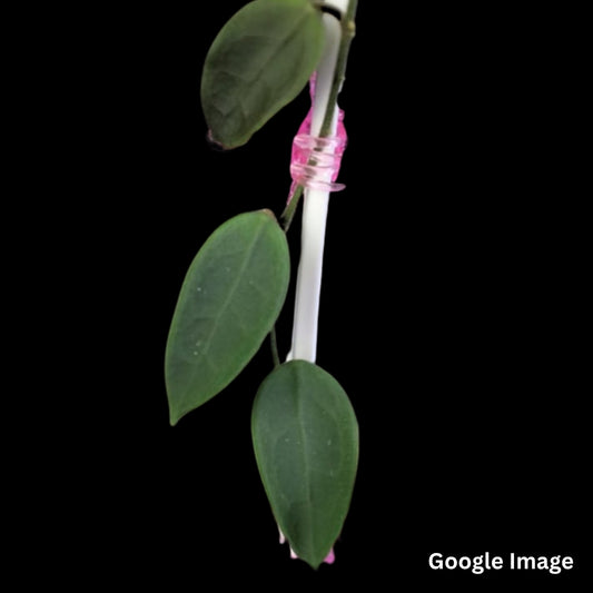 Hoya Longlingensis (Small) PRE-ORDER-JULY341