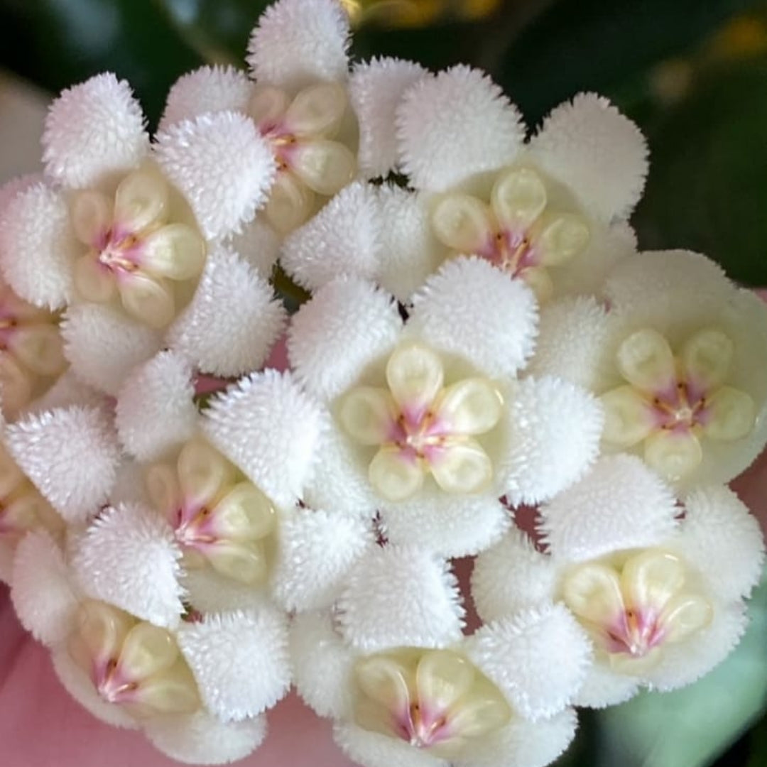 Hoya Rotundiflora Large (PRE-ORDER)-JULY372