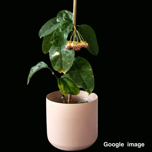 Hoya Praetorii Pink Medium (PRE-ORDER)-JULY347