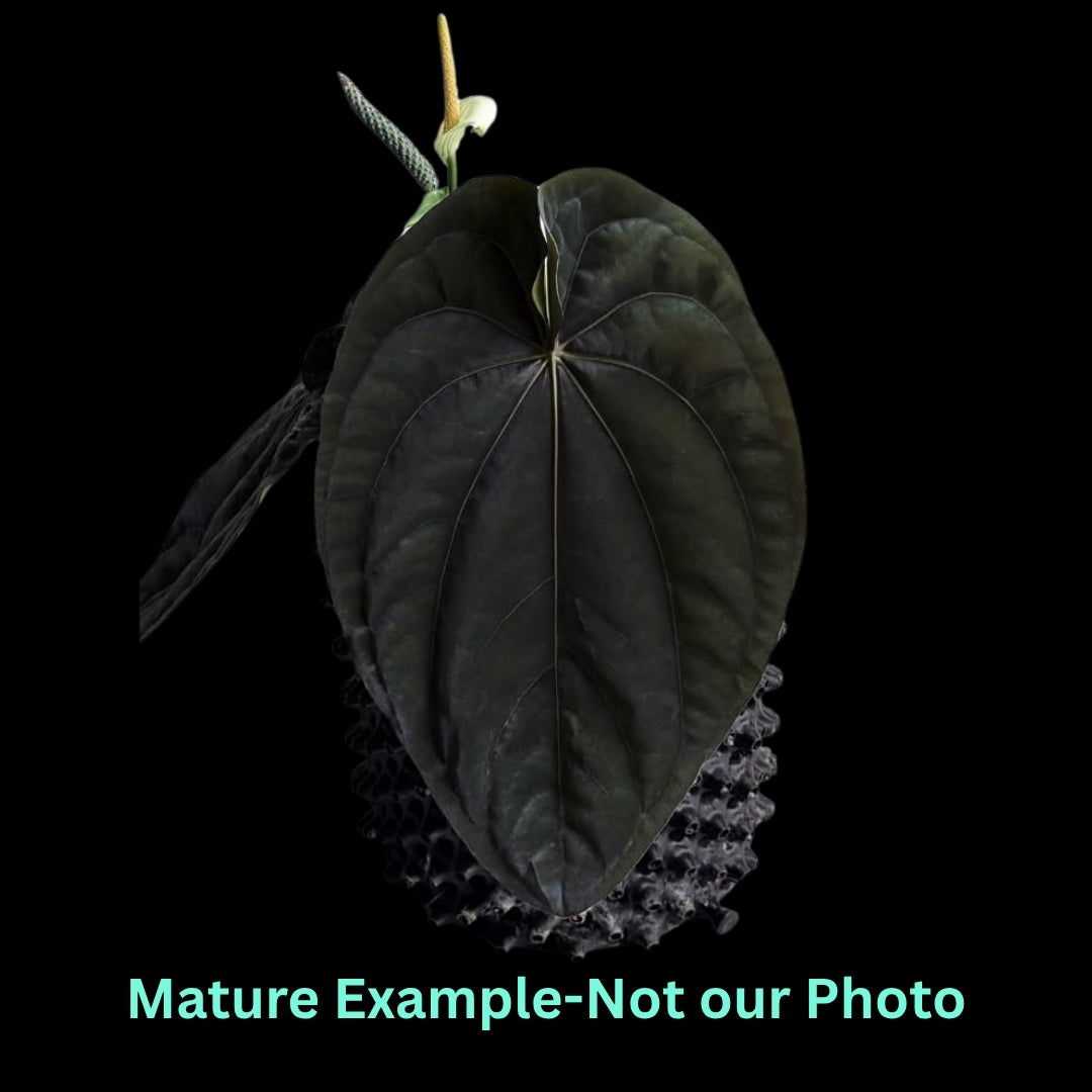 Anthurium Dressleri - Pre Order JU35