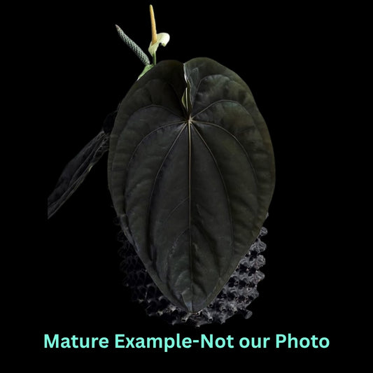 Anthurium Dressleri - Pre Order JU35
