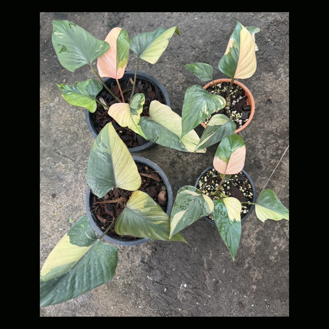 Homalomena Pink Diamond (PRE-ORDER) -JUL40