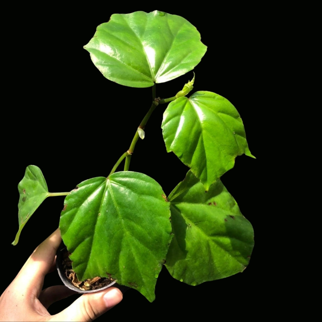 Begonia Convolvulacea (PRE-ORDER)-JUL035